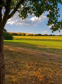 Scenic view of field against sky