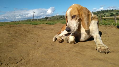 View of a dog on field