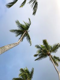 Low angle view of palm tree against clear sky