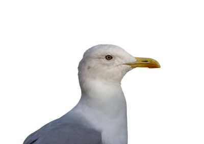 Close-up of seagull against white background