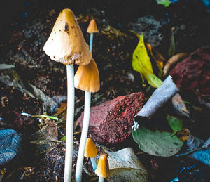 Close-up of mushroom growing on field