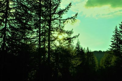 Silhouette trees in forest against sky