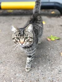 Portrait of a cat on street