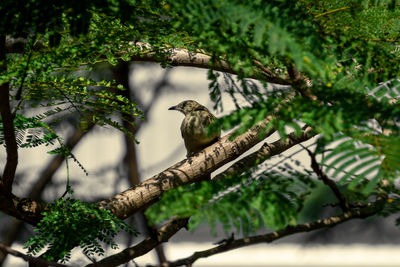 Low angle view of bird perching on tree