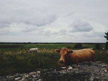 Cows on land against cloudy sky