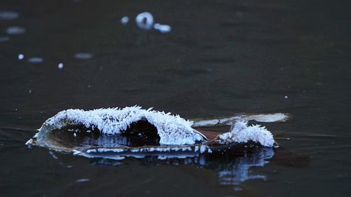 Close-up of snow in water