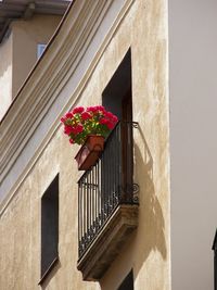 Low angle view of potted plant against building