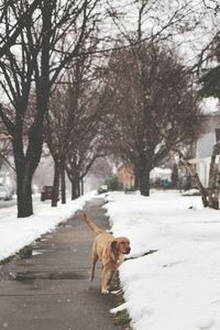 Dog running on footpath during snowfall