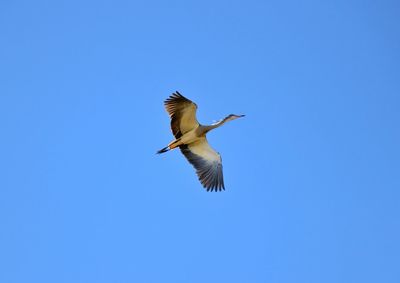 Low angle view of bird flying against clear blue sky