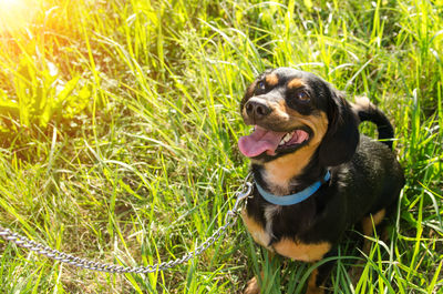 Cute little dog is waiting for a treat while sitting in the green grass.