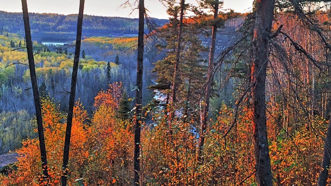 tree, tranquility, tranquil scene, scenics, mountain, beauty in nature, nature, forest, bare tree, landscape, non-urban scene, growth, season, branch, idyllic, woodland, autumn, mountain range, sky, orange color