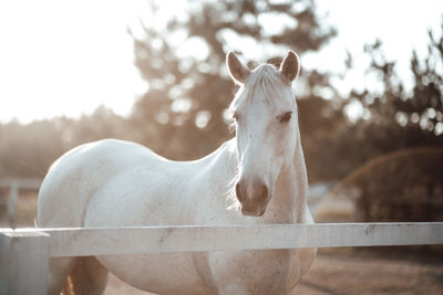 White horse in ranch