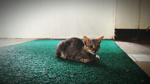 Portrait of cat sitting on floor