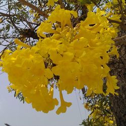 Low angle view of yellow flowers