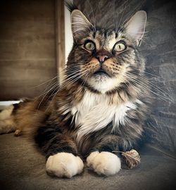 Close-up portrait of a cat