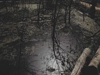 Bare trees in forest