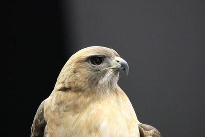 Close-up of red tailed hawk against black background