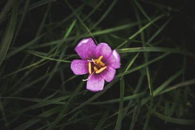 Close-up of purple flower blooming outdoors