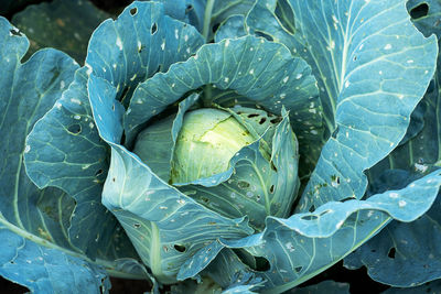 cabbage