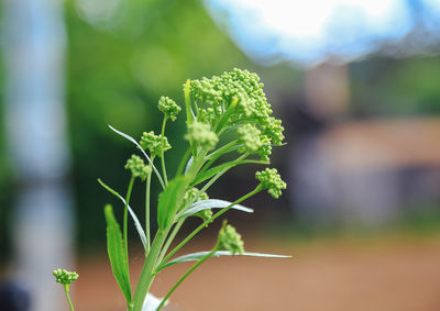 Close-up of fresh green plant