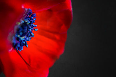 Close-up of red poppy blooming against black background