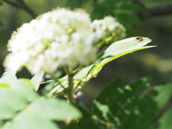 Close-up of green butterfly on plant
