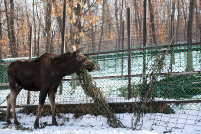 A young moose eats a coniferous tree at the zoo on a winter day