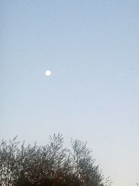 Low angle view of plants against clear sky