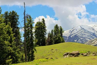 Trees and grass on landscape against snowcapped mountain