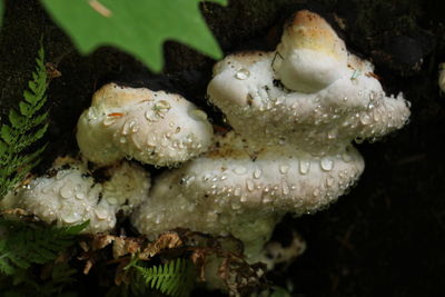 Close-up of mushrooms