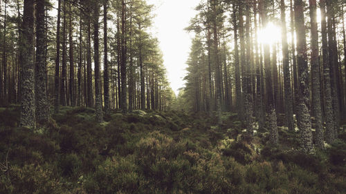 Trees in forest against sky