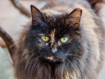 Close-up portrait of black cat