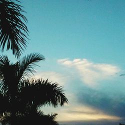 Low angle view of silhouette palm trees against sky