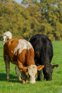 Cows on field