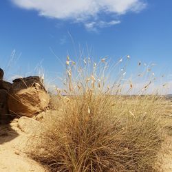 Plants growing on land against sky
