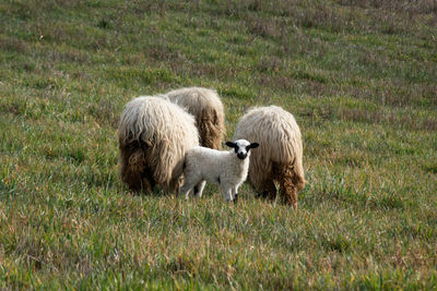 Sheep grazing on field