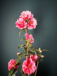 Close-up of red flowering plant