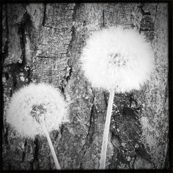 Close-up of dandelion flowers