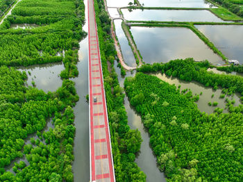 Aerial drone view of a concrete road cutting through a lush green mangrove forest, mangroves capture