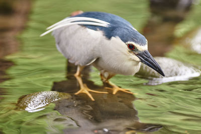 Close-up of bird in lake