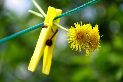 Close-up of yellow flower hanging on plant