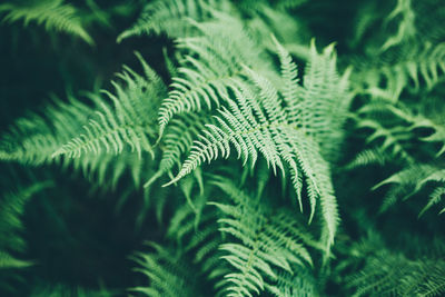 Close-up of fern leaves