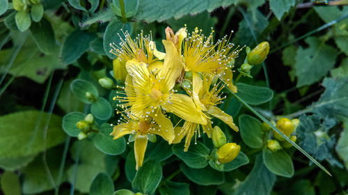 Close-up of yellow flower