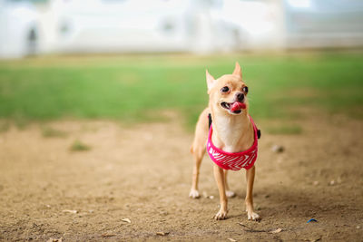 Portrait of dog