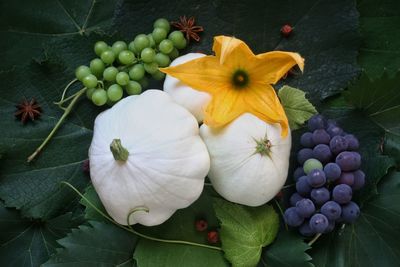 High angle view of flowering plants