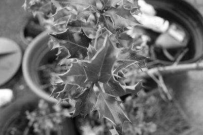 Close-up of plant against white background