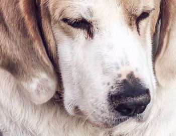Close-up portrait of a dog