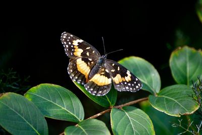 Close-up of butterfly on flower