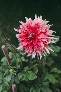 Close-up of bee on pink flower blooming outdoors
