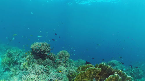 Fish swimming in sea